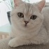 Ucretsiz british short hair Dişi kedi fotoğraf