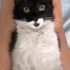 Sevgi arsızı, komik dişi kedi fotoğraf