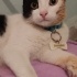 Oyuncu ve sevimli fotoğraf