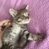 Bebekler ömürlük yuvasını arıyor fotoğraf