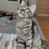Tam bir sevgi böcüğü fotoğraf