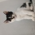 smokin bebek kedi fotoğraf