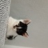 smokin bebek kedi fotoğraf