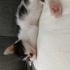 smokin bebek kedi fotoğraf