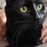Girdiği eve uğur getiren kedi fotoğraf