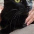 Girdiği eve uğur getiren kedi fotoğraf