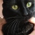 Girdiği eve uğur getiren kedi fotoğraf
