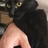 Girdiği eve uğur getiren kedi fotoğraf