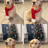 ücretsiz sahiplendirme golden retriever