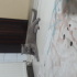 Sokağa terk edilmiş acil sahiplendirilmesi gerek british shorthair fotoğraf