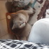 Sokağa terk edilmiş acil sahiplendirilmesi gerek british shorthair fotoğraf