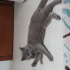 Sokağa terk edilmiş acil sahiplendirilmesi gerek british shorthair fotoğraf