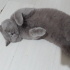 Sokağa terk edilmiş acil sahiplendirilmesi gerek british shorthair fotoğraf