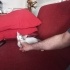 Beyaz pamuk bebek için yuva arıyorum fotoğraf