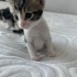 Tekir kedimiz Gece fotoğraf