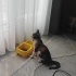 ÇOK AKILLI ÇOKOYUNCU ŞAHİKAYA YUVA ARIYORUZZZZZ fotoğraf