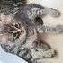 SAĞLIKLI YAVRU KEDİLERE YUVA ARANIYOR fotoğraf
