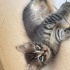 SAĞLIKLI YAVRU KEDİLERE YUVA ARANIYOR fotoğraf
