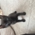 SAĞLIKLI YAVRU KEDİLERE YUVA ARANIYOR fotoğraf