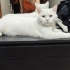 Ücretsiz sahiplenme British kedi acil yuva fotoğraf