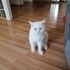 Ücretsiz sahiplenme British kedi acil yuva fotoğraf