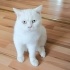 Ücretsiz sahiplenme British kedi acil yuva fotoğraf