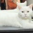 Ücretsiz sahiplenme British kedi acil yuva fotoğraf