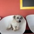 Ücretsiz sahiplenme terrier acil yuva fotoğraf