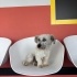 Ücretsiz sahiplenme terrier acil yuva fotoğraf