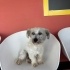 Ücretsiz sahiplenme terrier acil yuva fotoğraf