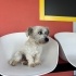 Ücretsiz sahiplenme terrier acil yuva fotoğraf