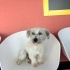 Ücretsiz sahiplenme terrier acil yuva fotoğraf