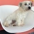 Ücretsiz sahiplenme terrier acil yuva fotoğraf