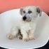 Ücretsiz sahiplenme terrier acil yuva fotoğraf