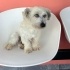 Ücretsiz sahiplenme terrier acil yuva fotoğraf