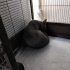 Terkedilmiş cins kedi fotoğraf