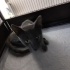 Terkedilmiş cins kedi fotoğraf