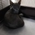 Terkedilmiş cins kedi