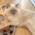 ÜCRETSİZ SAKİN TIRMALAMA HUYU OLMAYAN KEDİM fotoğraf