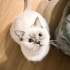 ÜCRETSİZ SAKİN TIRMALAMA HUYU OLMAYAN KEDİM fotoğraf