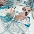 Oyuncu temas sever lucky(ACILL SADECE İZMİR İÇİ) fotoğraf