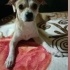 Oyuncu temas sever lucky(ACILL SADECE İZMİR İÇİ) fotoğraf