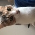 Keşke sahiplendirmek zorunda kalmasak fotoğraf