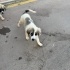 Yolun kenarında  kangal kırması 5 kardeş, ya araba çarpacak ya barınak alacak!! fotoğraf