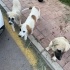 Yolun kenarında  kangal kırması 5 kardeş, ya araba çarpacak ya barınak alacak!!