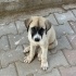 Yolun kenarında  kangal kırması 5 kardeş, ya araba çarpacak ya barınak alacak!! fotoğraf