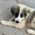 Yolun kenarında  kangal kırması 5 kardeş, ya araba çarpacak ya barınak alacak!! fotoğraf