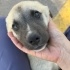 Yolun kenarında  kangal kırması 5 kardeş, ya araba çarpacak ya barınak alacak!! fotoğraf
