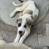 Yolun kenarında  kangal kırması 5 kardeş, ya araba çarpacak ya barınak alacak!! fotoğraf