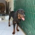 Rottweiler barınağa terkedildi fotoğraf